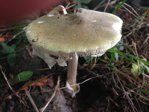 Death Cap, Amanita phalloides
